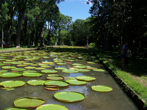 Botanischer Garten - große Wasserlilie