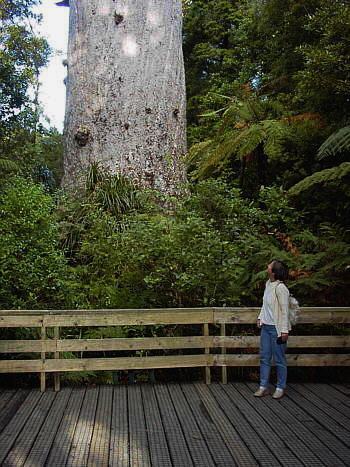 Waipoua Kauri Forest - Kauribaum