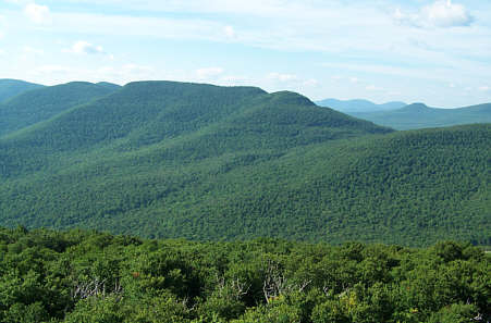 Overlook Mountain Forest